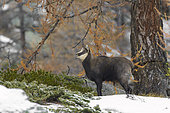 Chamois in winter, Rupicapra rupicapra, Gran Paradiso National Park, Alps, Italy, Europe
