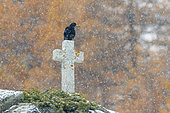 Alpine chough on white cross at snowfall, Pyrrhocorax graculus, National Park, Gran Paradiso, Italy, Europe