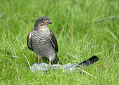 Sparrowhawk (Accipiter nisus) with a prey, England