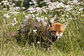 Red fox (Vulpes vulpes) amongst flowers, England