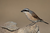 Red-backed Shrike (Lanius collurio) male perched on a rock, Abruzzes, Italy,