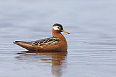 Red phalarope female (Phalaropus fulicarius), arctic tundra, Alaska