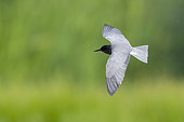 Black Tern (Chlidonias niger), adult in flight seen from the above, Campania, Italy