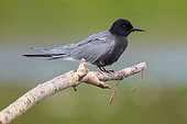 Black Tern (Chlidonias niger), side view of an adult perched on a dead branch, Campania, Italy