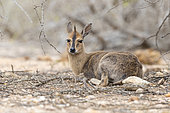 Common Duiker (Sylvicapra grimmia), adult female sitting on the ground, Mpumalanga, South Africa