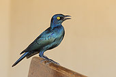 Cape Starling (Lamprotornis nitens), side view of an adult standing on a bench, Mpumalanga, South Africa