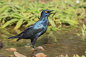 Cape Starling (Lamprotornis nitens), side view of an adult standing in a pool, Mpumalanga, South Africa