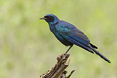 Burchell's Starling (Lamprotornis australis), side view of an adult perched on an old trunk, Mpumalanga, South Africa