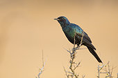 Burchell's Starling (Lamprotornis australis), side view of an adult perched on a branch, Mpumalanga, South Africa