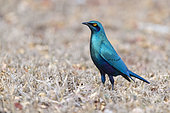 Greater Blue-eared Starling (Lamprotornis chalybaeus), adult standing on the ground, Mpumalanga, South Africa