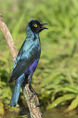Greater Blue-eared Starling (Lamprotornis chalybaeus), side view of an adult perched on a branch after a bath, Mpumalanga, South Africa