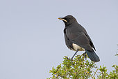 Pied Starling (Lamprotornis bicolor), juvenile perched on a bush, Western Cape, South Africa