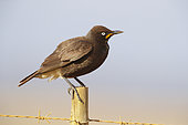 Pied Starling (Lamprotornis bicolor), adult perched on a post, Western Cape, South Africa