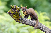 Pine Marten (Martes martes), adult standing on a trunk, Campania, Italy