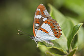 Southern White Admiral (Limenitis reducta) on leaf, Mont Ventoux, Provence, France