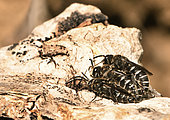 Leaf-cutting bee (Aglaoapis tridentata) mating (2 males and one female), Vosges du Nord Regional Nature Park, France