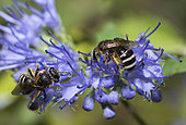 Mining bee (Lasioglossum albocinctum) on flower, Mont Ventoux, Provence, France