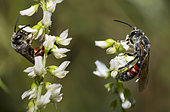 Mining bee (Lasioglossum nigripes) males on Honey Clover (Melilotus albus) flowers, Mont Ventoux, Provence, France