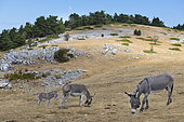 Donkeys of the amiata (Equus africanus asinus) at Mont Serein, Mont Ventoux, Provence, France