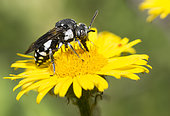 Cuckoo bee (Epeolus fallax) on Rough pigweed elecampagne (Inula hirta) flower, Mont Ventoux, Provence, France