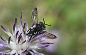 Cuckoo bee (Epeolus fallax) female on Purple starthistle (Centaurea calcitrapa) flower, Mont Ventoux, Provence, France