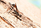 Parasitic wasp (Gasteruption sp), Vosges du Nord Regional Natural Park, France
