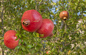 Pomegranate (Punica granatum) fruits on the tree, Mont Ventoux, Provence, France