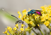 Common ruby-tailed wasp (Chrysis ignita) and Common ruby-tailed wasp (Chrysis ignita) on Shrubby Hare's Ear (Bupleurum fruticosum), Mont Ventoux, Provence, France