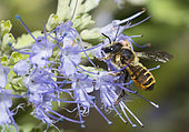 Leaf-cutting bee (Megachile melanopyga) female on flower, Mont Ventoux, Provence, France