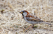 Domestic sparrow (Passer domesticus) male, Parc naturel régional des Vosges du Nord, France