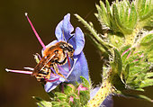Mason bee (Osmia tridentata) female on Blueweed (Echium vulgare), Vosges du Nord Regional Nature Park, France
