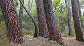 Maritime pine (Pinus pinaster), Ochre quarry of Mormoiron, Mont Ventoux, Provence, France