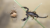 Scorpion à queue jaune (Euscorpius flavicaudis) et Epeire à 4 points (Araneus quadratus), rencontre de prédateurs, Mont Ventoux, France