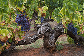 Old vine in the ochres of Mormoiron, Vaucluse, Provence