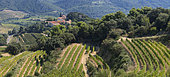 Vineyards of Suzette in the Dentelles de Montmirail, Vaucluse, Provence, France