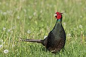 Pheasant (Phasianus colchicus), male standing in a meadow, extraordinary dark feathers, Burgenland, Austria, Europe