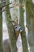 Western roe deer in springtime, Capreolus capreolus, Germany, Europe