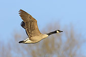 Canada goose, Branta canadensis, Germany, Europe
