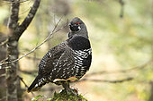 Spruce Grouse (Falcipennis canadensis) adult male standing on a moss covered stump and observing, Gaspésie national park, Quebec, Canada