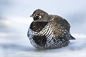 Spruce Grouse (Falcipennis canadensis) adult male lying on the snow and observing, Gaspésie national park, Quebec, Canada.