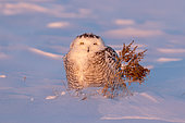 Snowy owl (Bubo scandiacus), adult resting in the snow during a storm in sunset, Quebec, Canada.