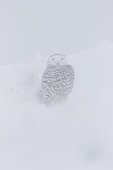 Snowy owl (Bubo scandiacus), adult resting in the snow during a storm, Bird disappearing in the storm, Quebec, Canada.