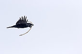 Grand corbeau (Corvus corax), adulte en vol transportant une branche pour construire le nid, Québec, Canada.