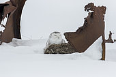 Snowy owl (Bubo scandiacus), adult protecting itself from a storm behind rusty metal sheets in a snow-covered field, Quebec, Canada.