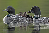 Great northern diver (Gavia immer) male feeding a chick on the female's back. He gives her a dragonfly larva. La Mauricie National Park. Quebec. Canada