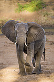 African bush elephant (Loxodonta africana) male front view in Kruger National park, South Africa