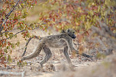 Chacma baboon (Papio ursinus) walking in fall colors savannah in Kruger National park, South Africa