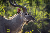 Greater kudu (Tragelaphus strepsiceros) male portrait in Kruger National park, South Africa