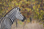 Plains zebra (Equus quagga burchellii) portrait in fall colors background in Kruger National park, South Africa