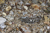Grasshopper, Calliptamus barbarus, Gaou Islands, Le Brusc, Six-Fours-les-Plages, Var, France